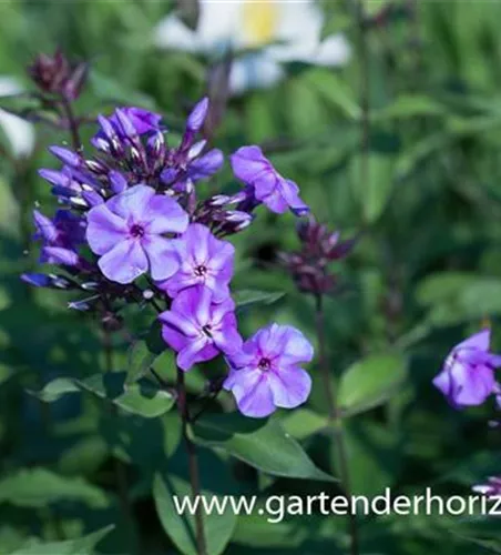 Hohe Garten-Flammenblume 'Blue Boy'
