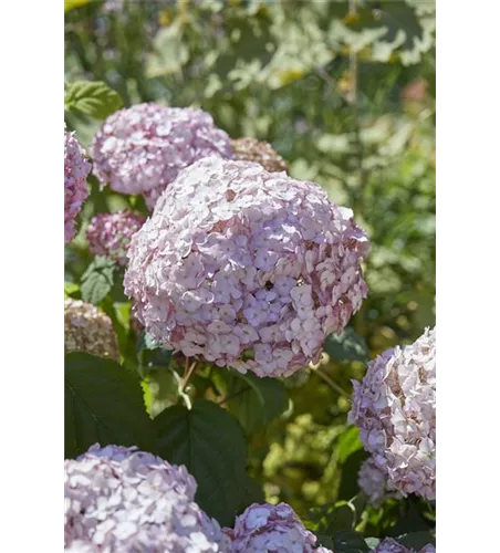 Hydrangea arborescens 'Candybelle'® Bubblegum