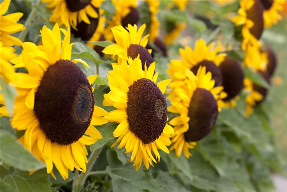 Sonnenblume 'Big Smile' niedrig Topfkultur gelb 'Helianthus annus' 50055 Sonnenblume 'Big Smile' niedrig Topfkultur gelb 'Helianthus annus' 50055