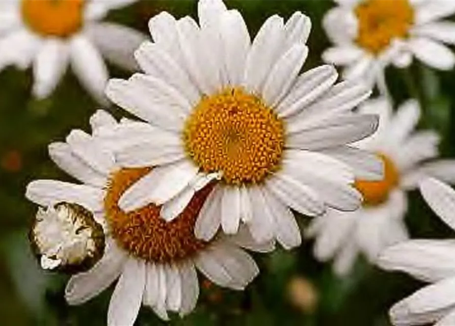 Kleine GartenMargerite 'Maikönigin', Leucanthemum vulgare 'Maikönigin