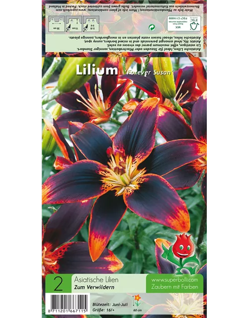 Asiatische Lilie 'Forever Susan'®, Lilium 'Forever Susan
