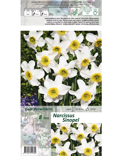 DichterNarzisse 'Sinopel', Narcissus poeticus 'Sinopel' Oldenburger