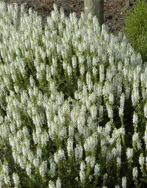 Garten-Blüten-Salbei 'Schneehügel'