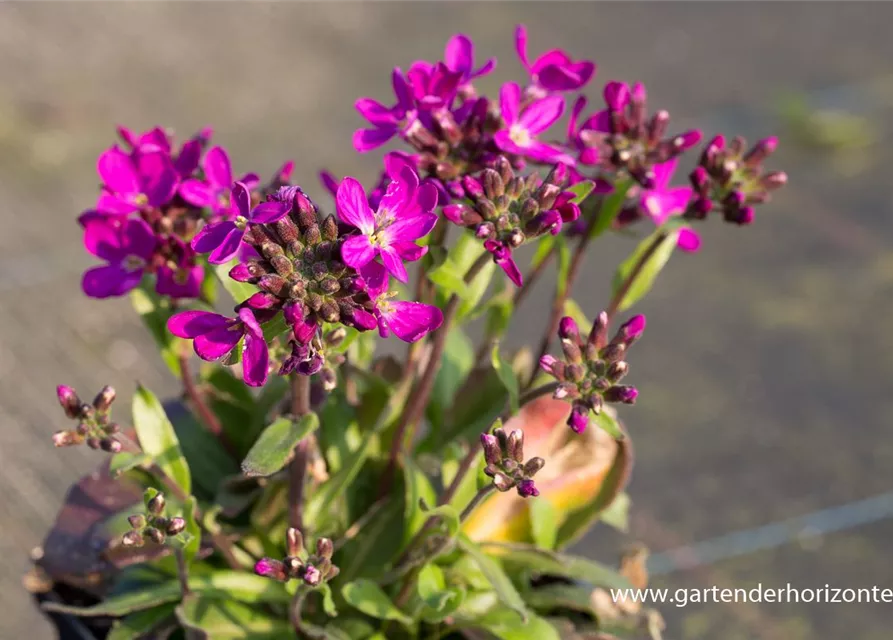 GartenGänsekresse 'Rose Delight'®, Arabis blepharophylla 'Rose Delight