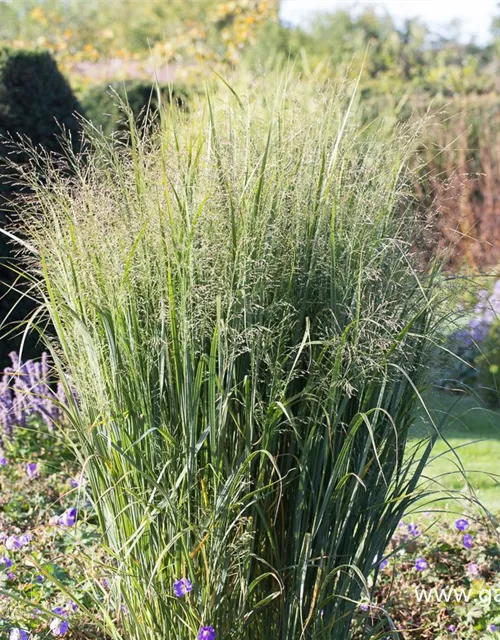 GartenRutenHirse 'Northwind', Panicum virgatum 'Northwind