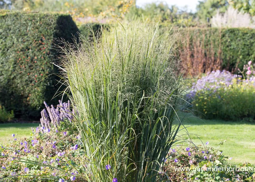 GartenRutenHirse 'Northwind', Panicum virgatum 'Northwind