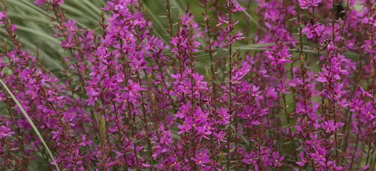 Garten-Ruten-Weiderich 'Dropmore Purple'