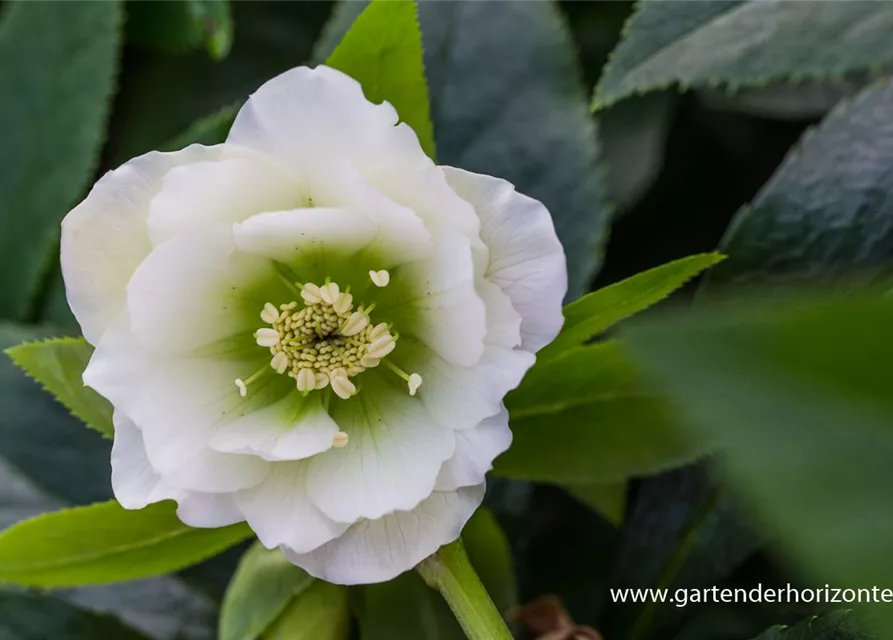 44+ Lenzrose Double White, An einem sonnigen bis halbschattigen