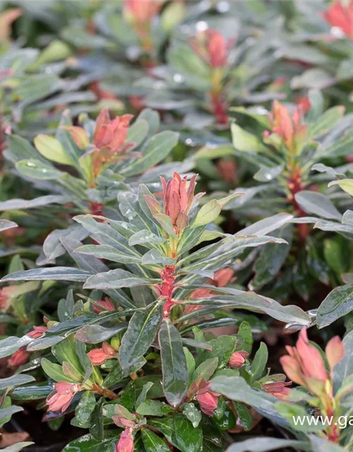 Mandelblättrige GartenWolfsmilch 'Purpurea', Euphorbia amygdaloides