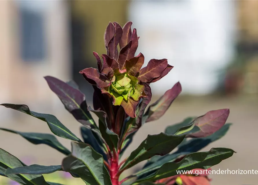 Mandelblättrige GartenWolfsmilch 'Purpurea', Euphorbia amygdaloides