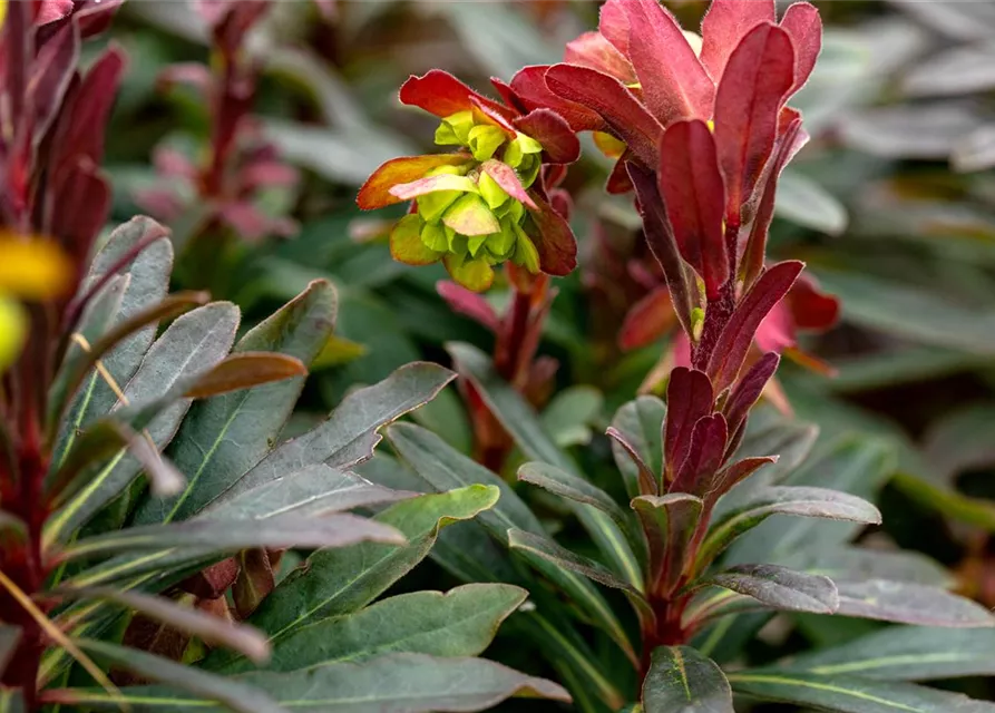 Mandelblättrige GartenWolfsmilch 'Purpurea', Euphorbia amygdaloides