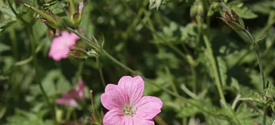 Oxford-Garten-Storchschnabel 'Wargrave Pink'