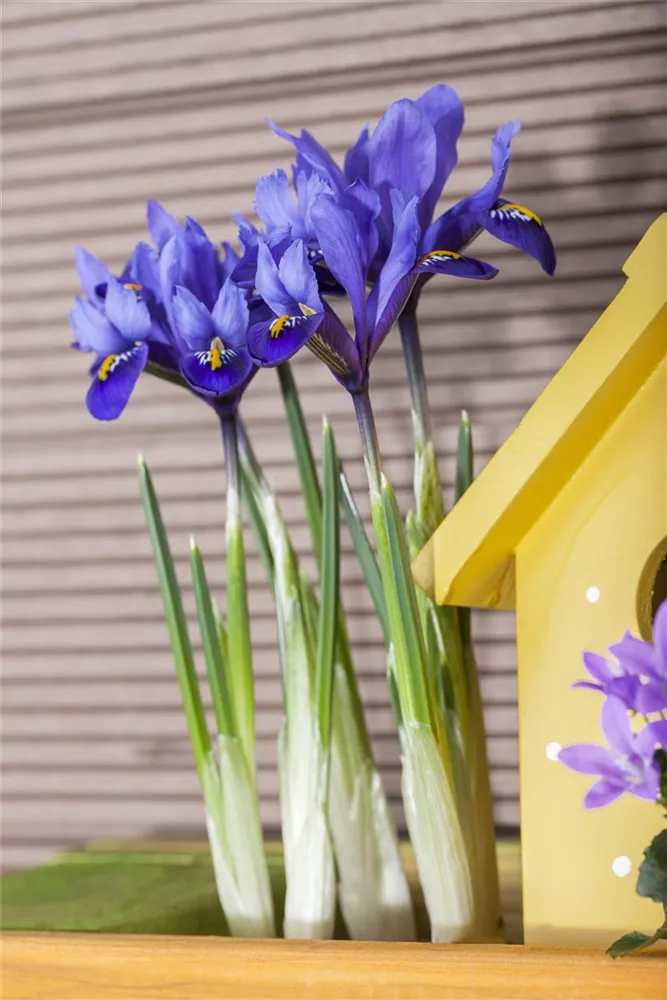 3x Iris reticulataPixie Höhe 14-17cm Schwertlilien Blumenzwiebeln im Topf Blumenzwiebeln Frühblüher Topf Ø 9cm Blau-lila Blüte