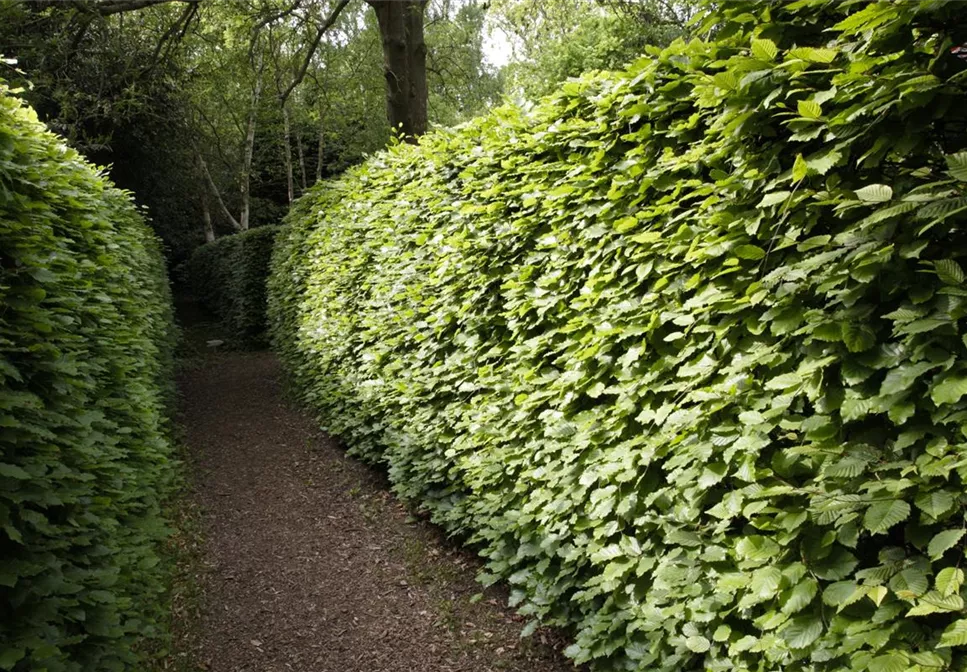 Gut geschützt – Hecken pflanzen und den Garten ungestört genießen