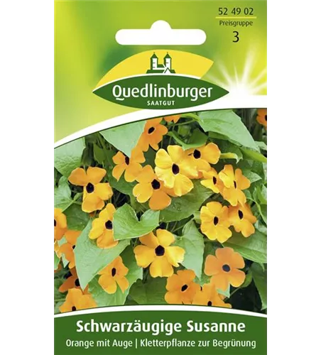 Schwarzäugige Susanne-Samen, orange