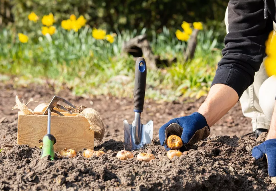 Der grüne Tipp Wie kluge Gärtner Blumenzwiebeln überwintern