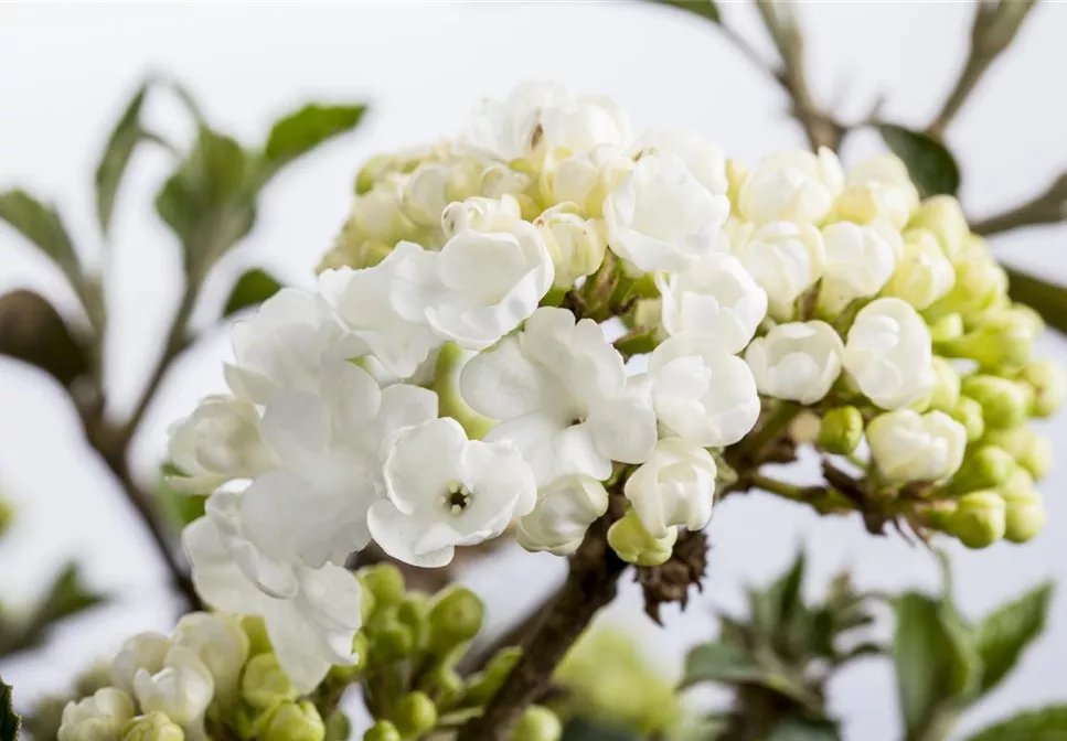 Laubgehölze pflegen und den Garten in Schuss halten 