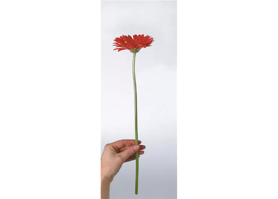 fleur ami GERBERA Rollenware (200 Meter)