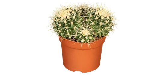 Kaktus 'Schwiegermuttersessel'