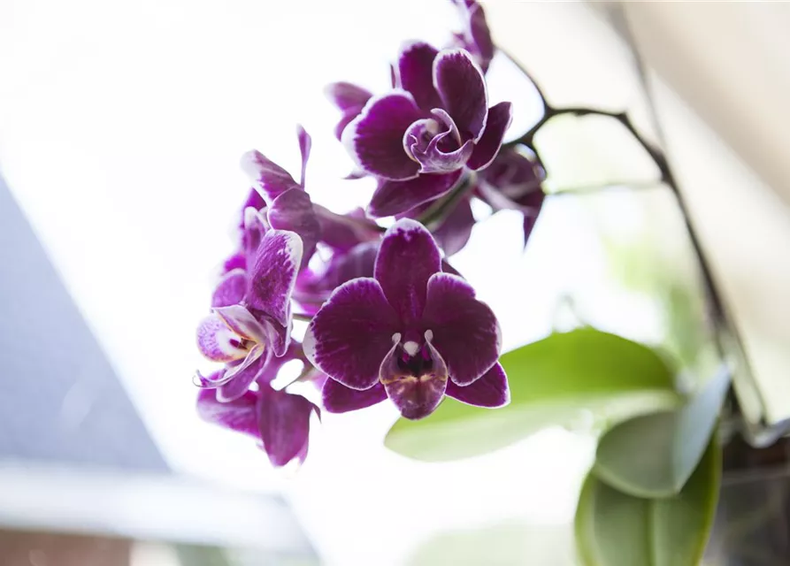 Orchidee lila