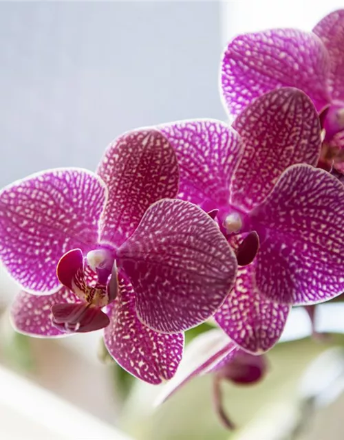 Orchidee lila
