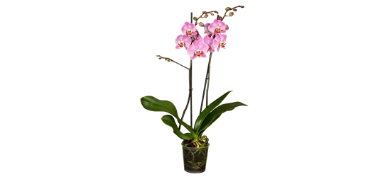 Orchidee lila special