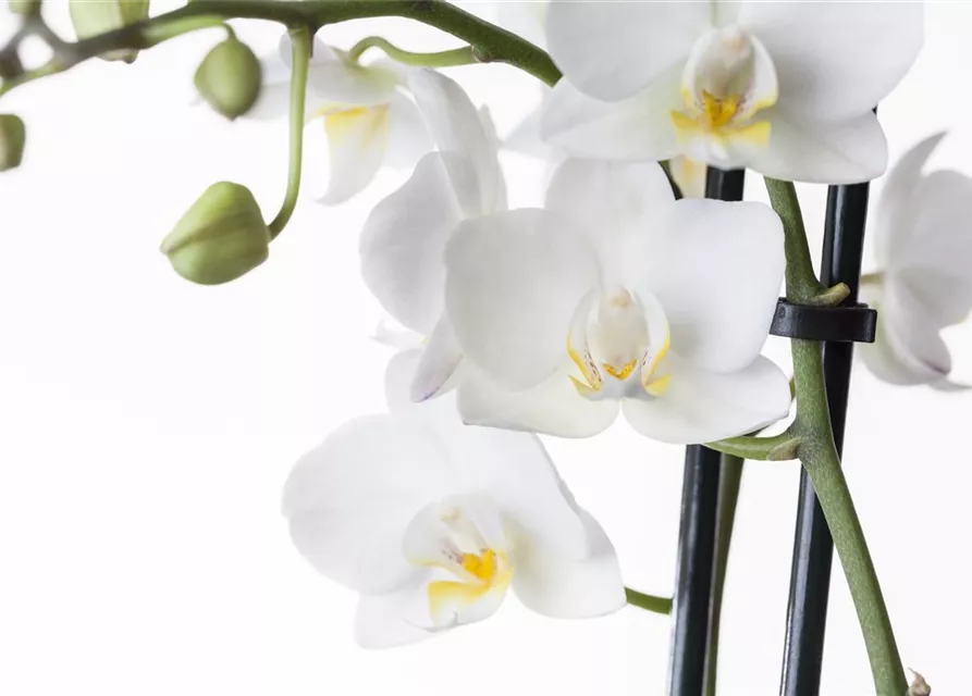 Orchidee weiß