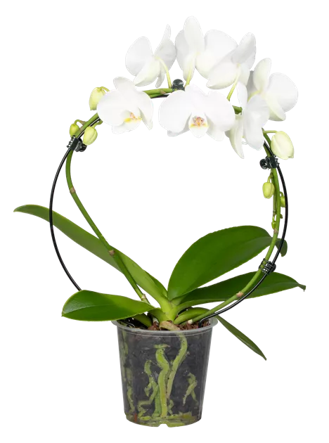 Orchidee naturgetreue Darstellung weiß by ARBD 