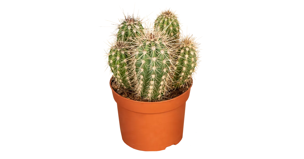 Pflegeleichte Zimmerpflanze Ø 17 cm Elefantenkaktus ↕ 30-40 cm 1 Stück Kaktus Pachycereus Pringlei