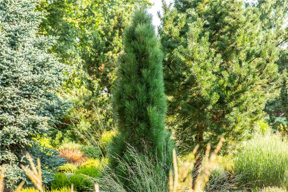 Pinus nigra Pyramidalis Säulenschwarzkiefer 70-80cm