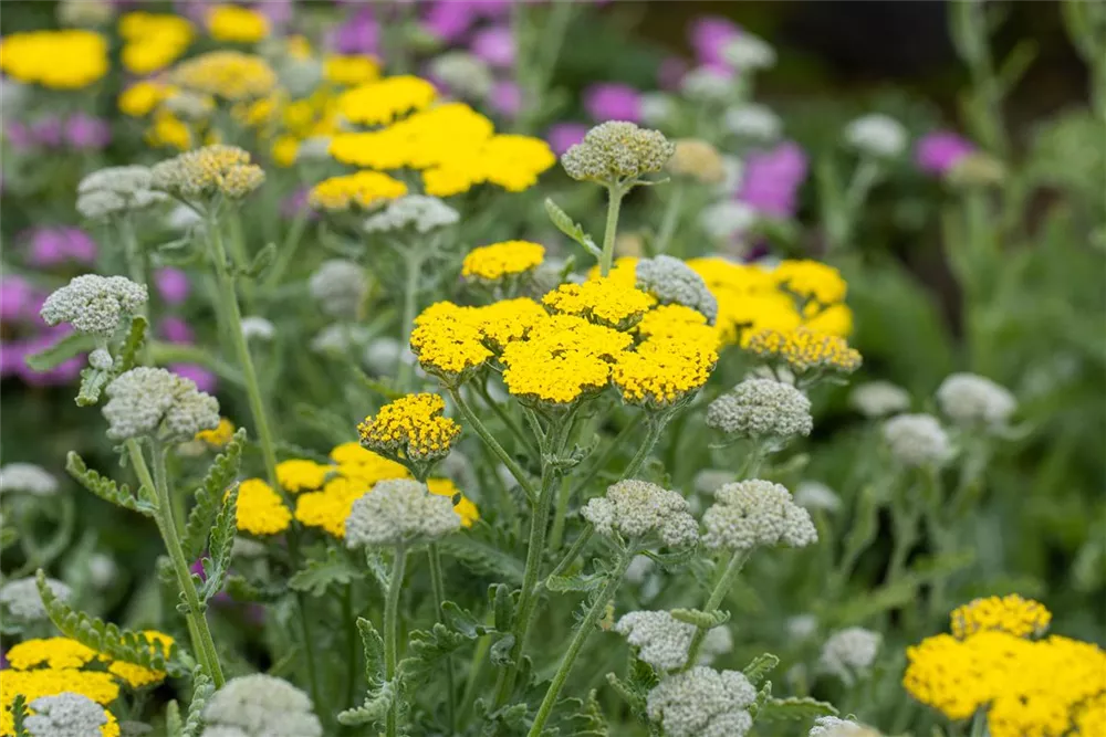 Garten Goldquirl Garbe Moonshine Achillea Clypeolata Moonshine Oldenburger Wohngarten Design Fur Zuhause