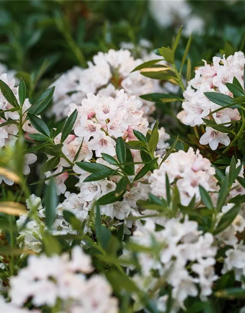 Rhododendron 'Bloombux'®, Rhododendron micranthum 'Bloombux