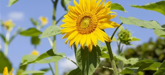 Sonnenblume 'Big Smile' niedrig Topfkultur gelb 'Helianthus annus' 50055 Sonnenblume 'Big Smile' niedrig Topfkultur gelb 'Helianthus annus' 50055
