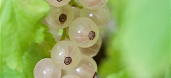 Johannisbeere 'Summer Pearls® White'