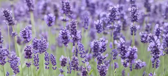 Samen des echten Lavendel für den Garten Balkon oder Terrasse zum Selbstpflanzen Die Stadtgärtner Lavendel-Saatgut
