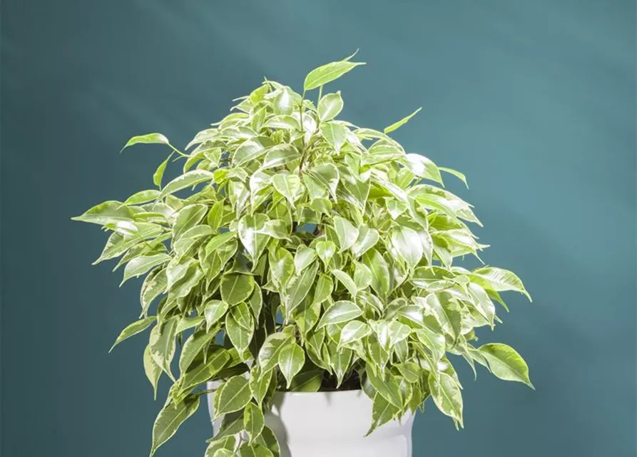 BirkenFeige, Ficus benjamina Oldenburger Wohngarten Dein