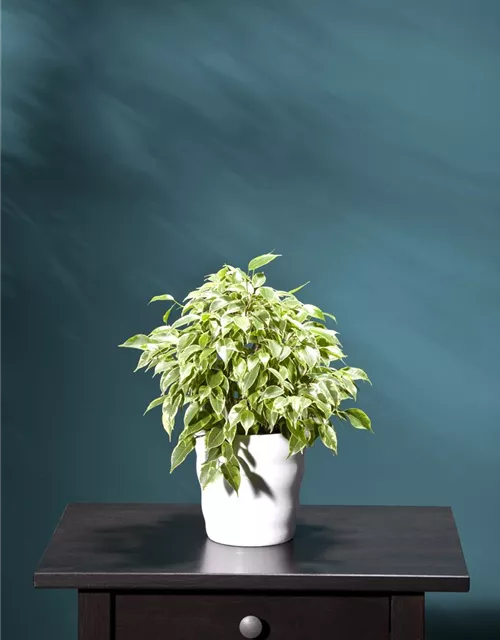 BirkenFeige, Ficus benjamina Oldenburger Wohngarten Dein