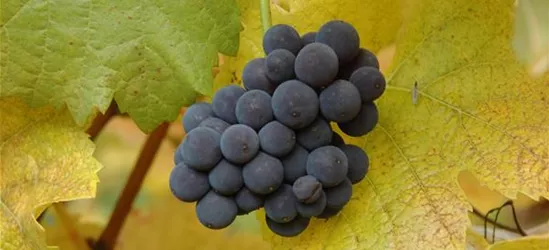 Vitis vinifera 'Muskateller'