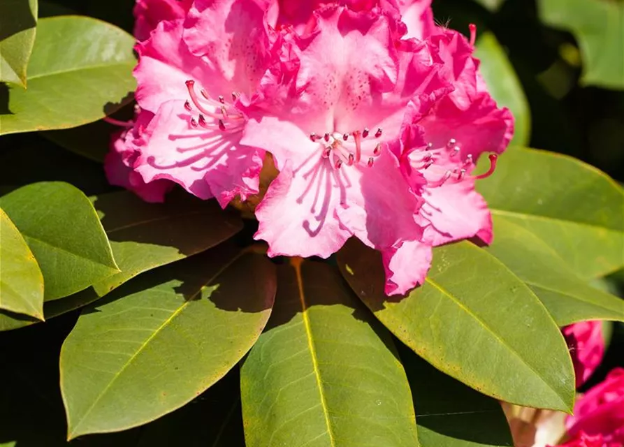 Rhododendron 'Diderk'(s)