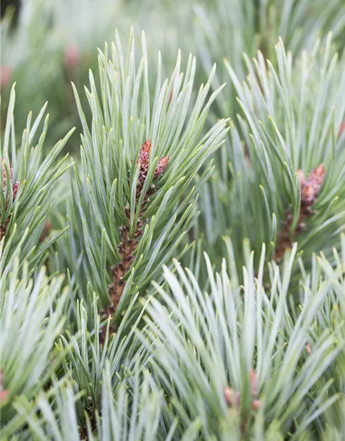 R Pinus sylvestris 'Martham'