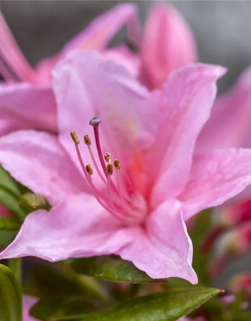 Rhododendron 'Weston´s Sparkler'