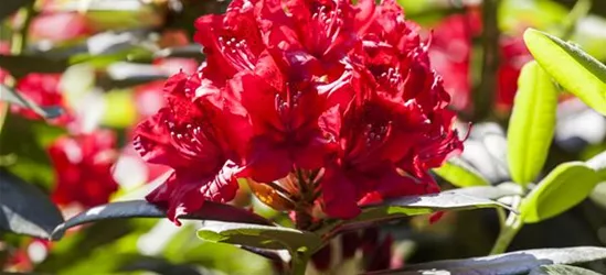 Rhododendron-Hybride 'Karl Naue'
