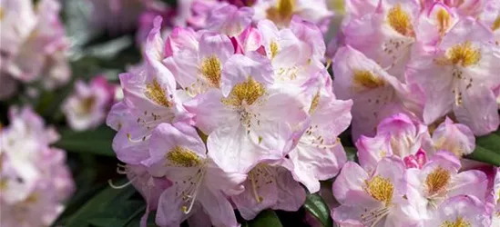 Rhododendron-Hybride 'Brigitte'