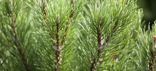 Pinus mugo 'Carsten's Wintergold'