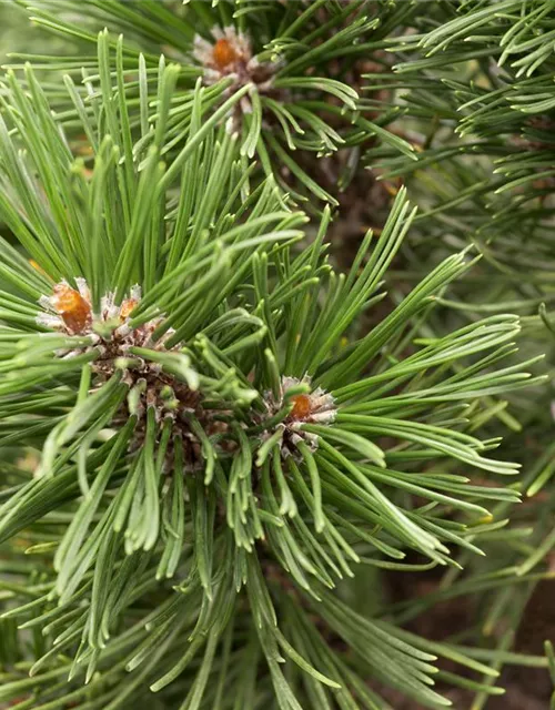 Pinus mugo 'Mops'