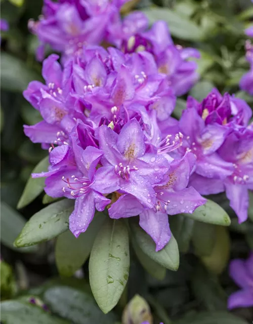R Rhododendron hybrida 'Catawbiense Boursault' 
