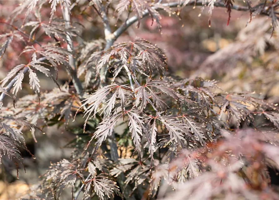 Acer palmatum 'Dissectum Tamukeyama'