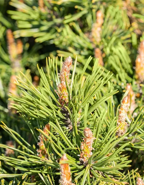 Pinus mugo 'Humpy'