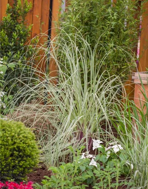 GartenPampasgras 'Golden Goblin', Cortaderia selloana 'Golden Goblin
