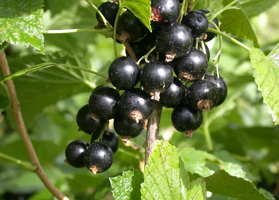 Johannisbeere Polar Fruits® 'Black Currant Berry'